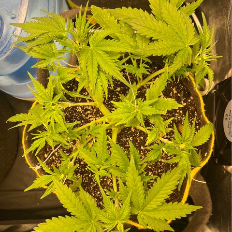 Gelato Auto #2 growlog timeline photo