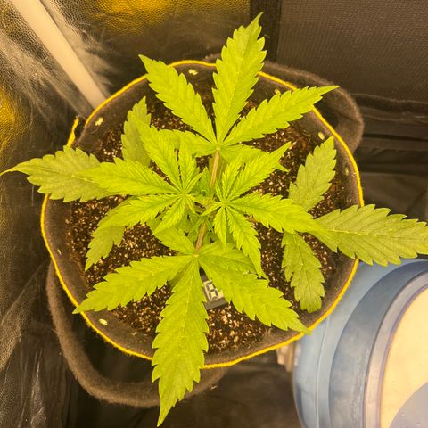 Gorilla Cookies Auto growlog timeline photo