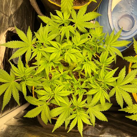 Gelato Auto growlog timeline photo