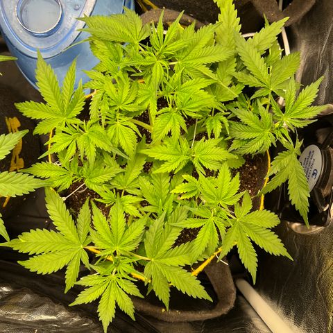 Gelato Auto #2 growlog timeline photo