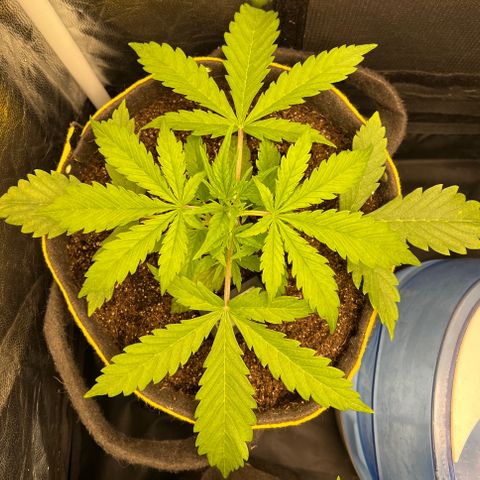 Gorilla Cookies Auto growlog timeline photo