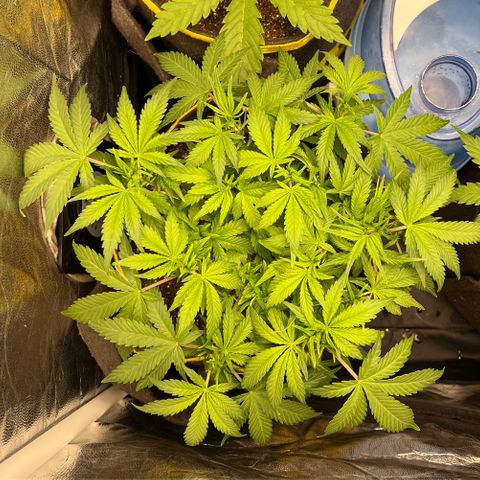 Gelato Auto growlog timeline photo