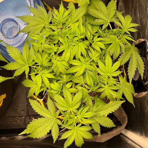 Gelato Auto #2 growlog timeline photo