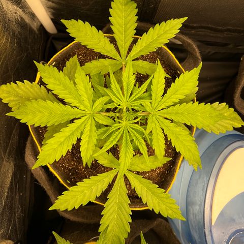 Gorilla Cookies Auto growlog timeline photo