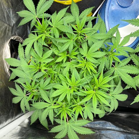 Gelato Auto growlog timeline photo