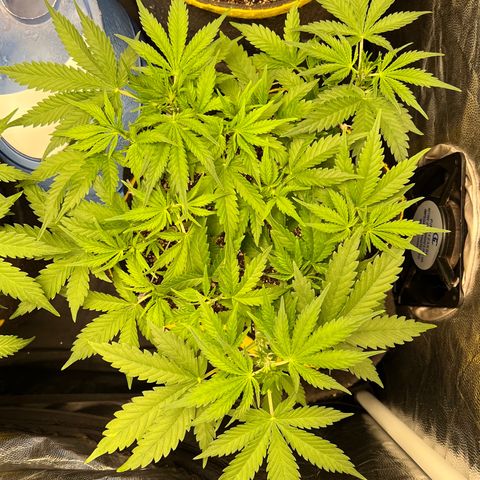 Gelato Auto #2 growlog timeline photo