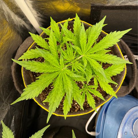 Gorilla Cookies Auto growlog timeline photo