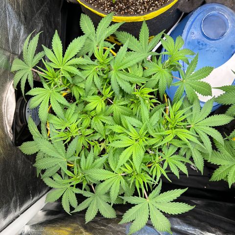 Gelato Auto growlog timeline photo