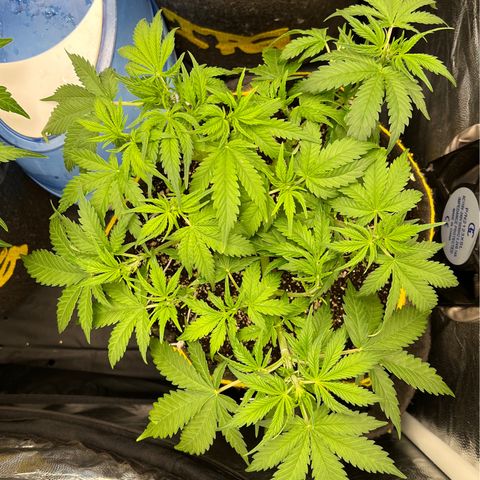 Gelato Auto #2 growlog timeline photo