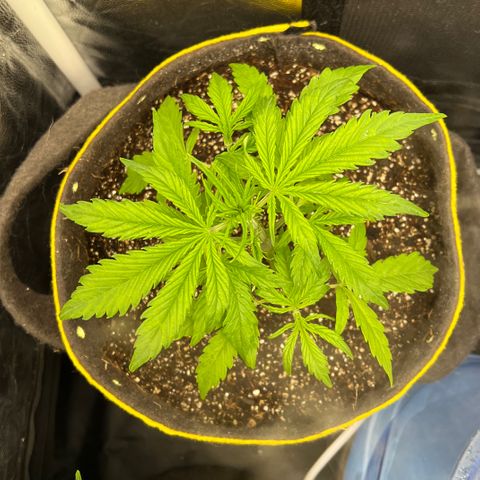 Gorilla Cookies Auto growlog timeline photo