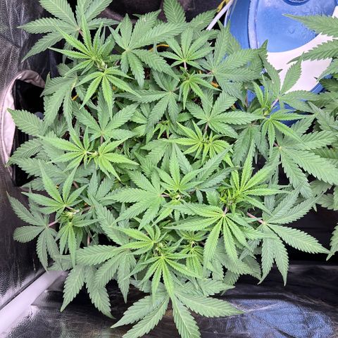 Gelato Auto growlog timeline photo