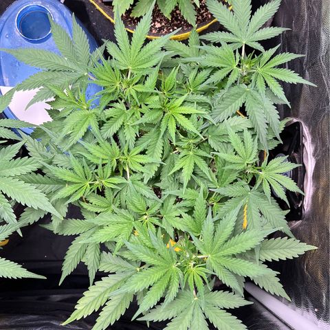 Gelato Auto #2 growlog timeline photo