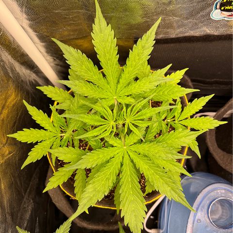 Gorilla Cookies Auto growlog timeline photo