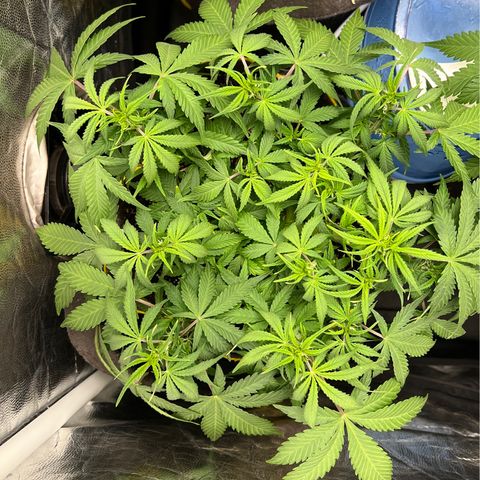 Gelato Auto growlog timeline photo