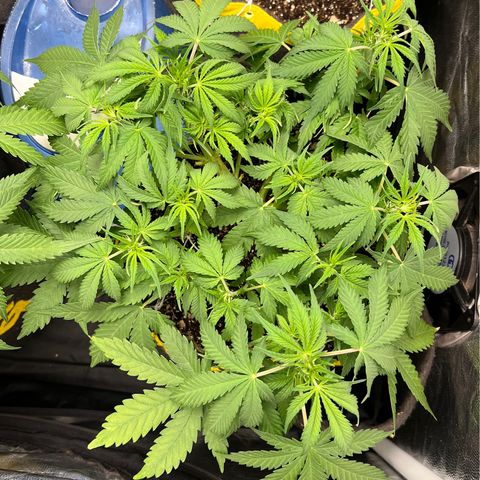 Gelato Auto #2 growlog timeline photo