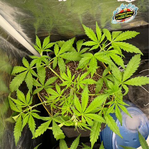 Gorilla Cookies Auto growlog timeline photo