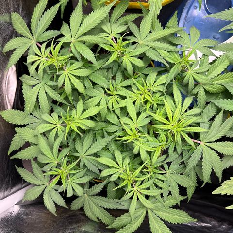 Gelato Auto growlog timeline photo