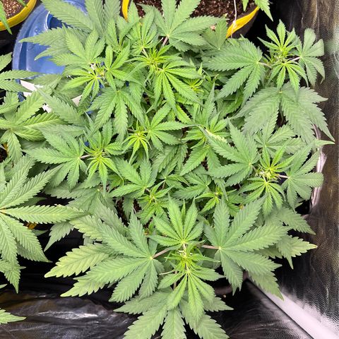 Gelato Auto #2 growlog timeline photo