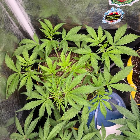 Gorilla Cookies Auto growlog timeline photo
