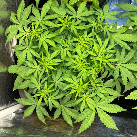 Gelato Auto growlog timeline photo