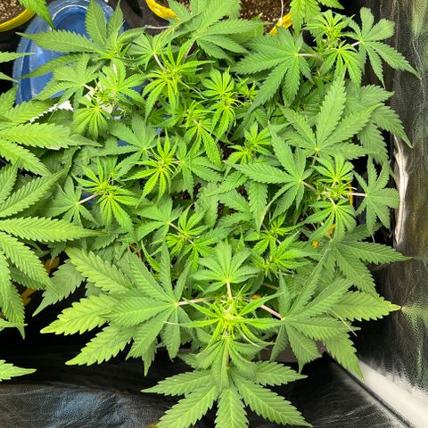 Gelato Auto #2 growlog timeline photo