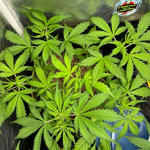 Gorilla Cookies Auto growlog timeline photo