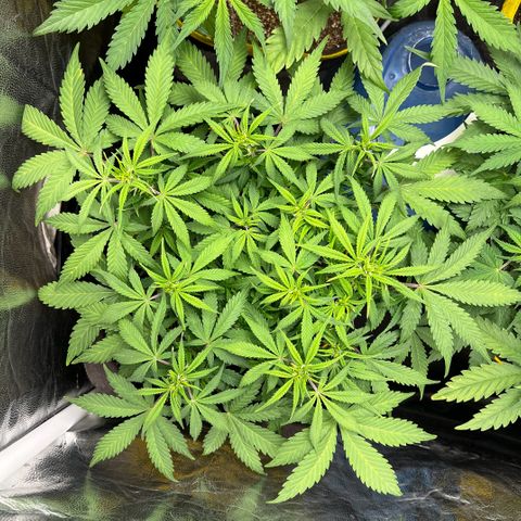 Gelato Auto growlog timeline photo