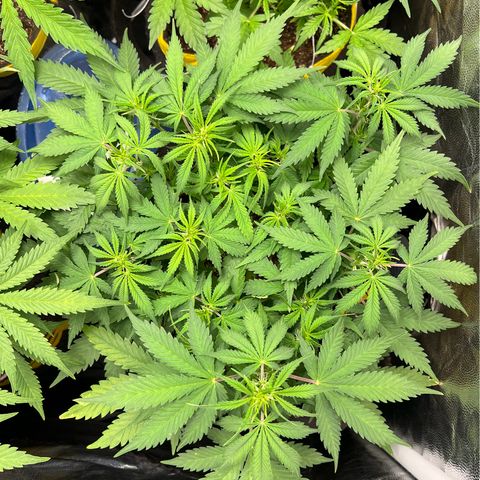 Gelato Auto #2 growlog timeline photo