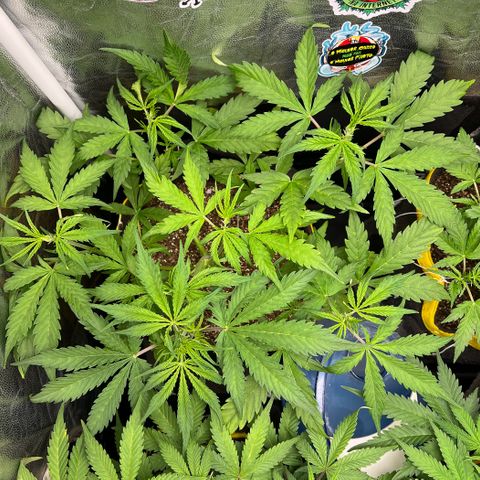 Gorilla Cookies Auto growlog timeline photo