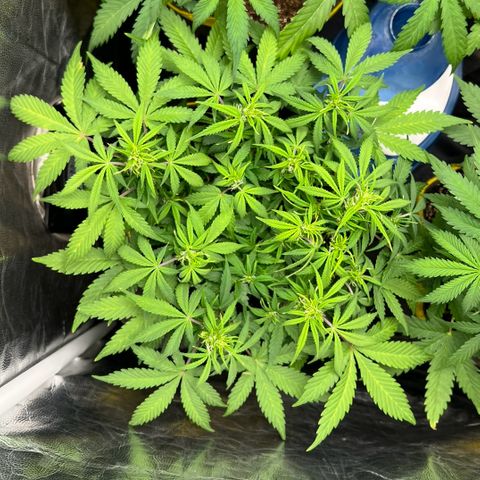 Gelato Auto growlog timeline photo