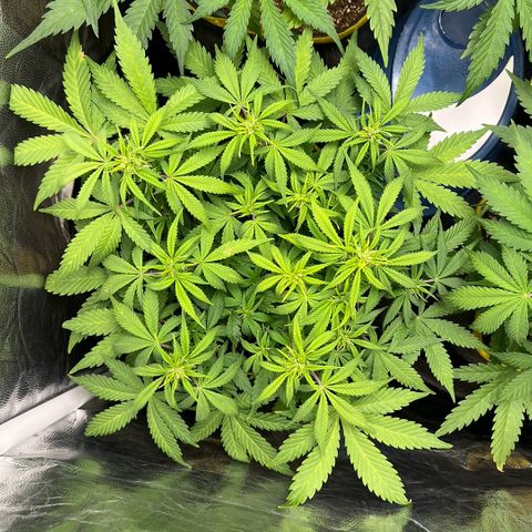 Gelato Auto growlog timeline photo