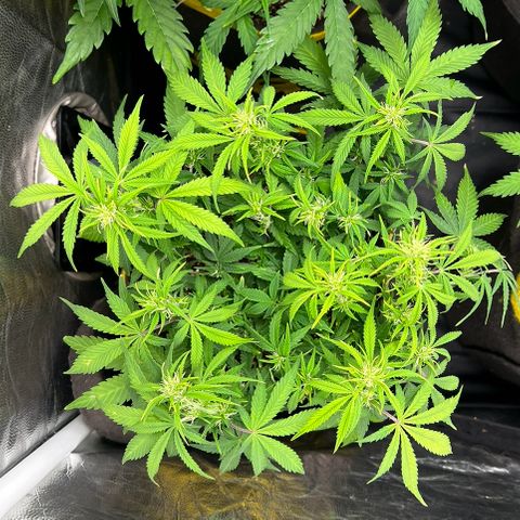 Gelato Auto growlog timeline photo