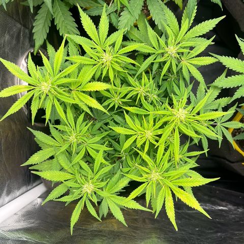 Gelato Auto growlog timeline photo