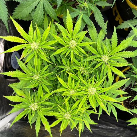 Gelato Auto growlog timeline photo