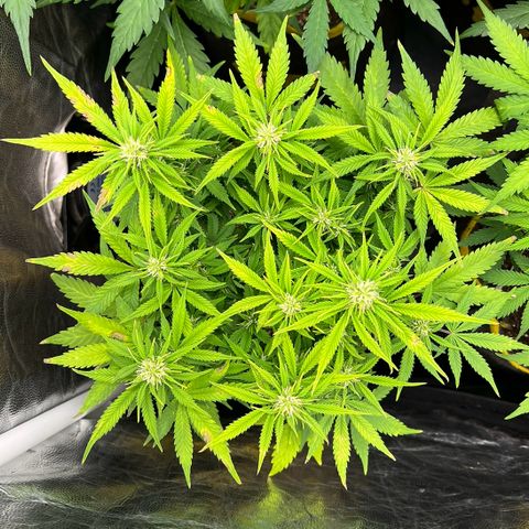 Gelato Auto growlog timeline photo