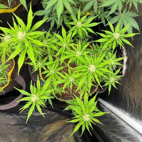 Gelato Auto #2 growlog timeline photo