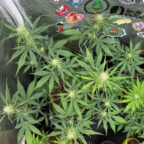 Gorilla Cookies Auto growlog timeline photo