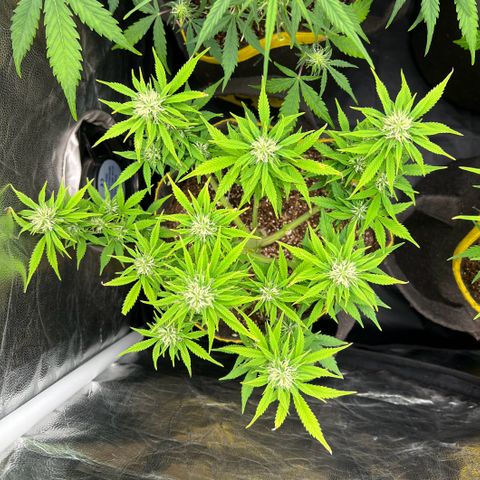 Gelato Auto growlog timeline photo