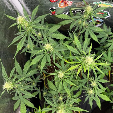 Gorilla Cookies Auto growlog timeline photo