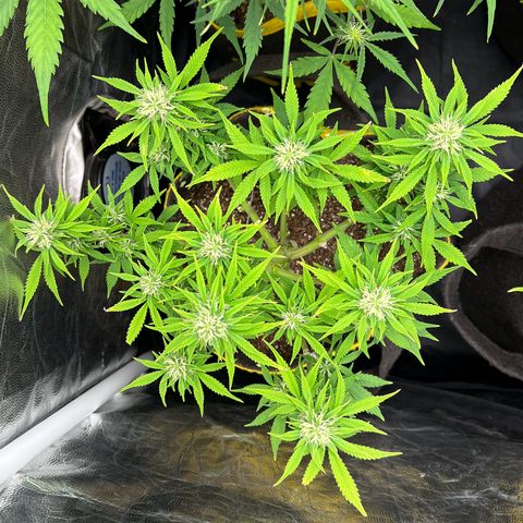 Gelato Auto growlog timeline photo