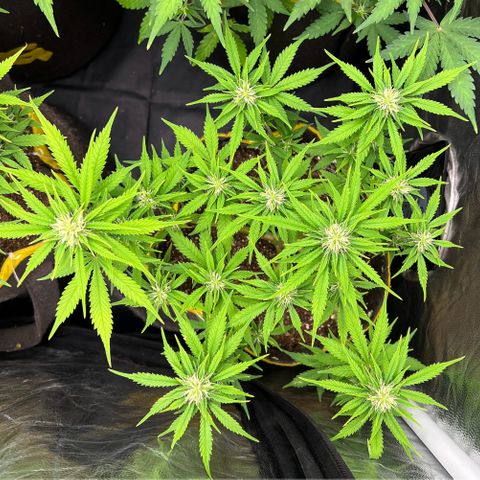 Gelato Auto #2 growlog timeline photo