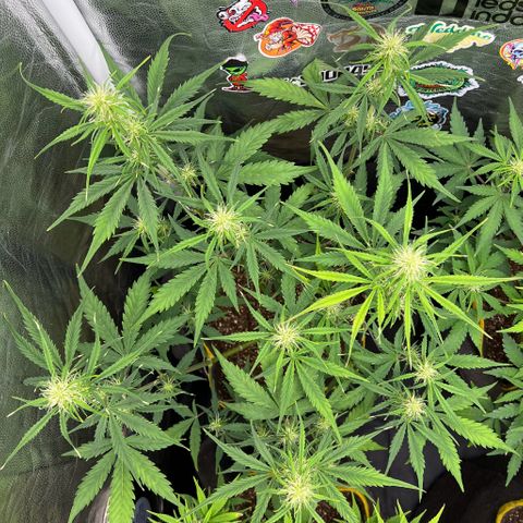 Gorilla Cookies Auto growlog timeline photo
