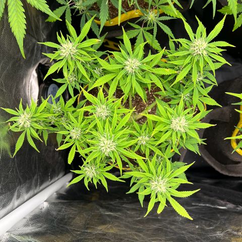 Gelato Auto growlog timeline photo