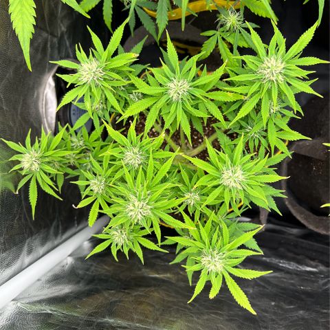 Gelato Auto growlog timeline photo