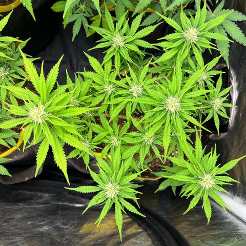 Gelato Auto #2 growlog timeline photo