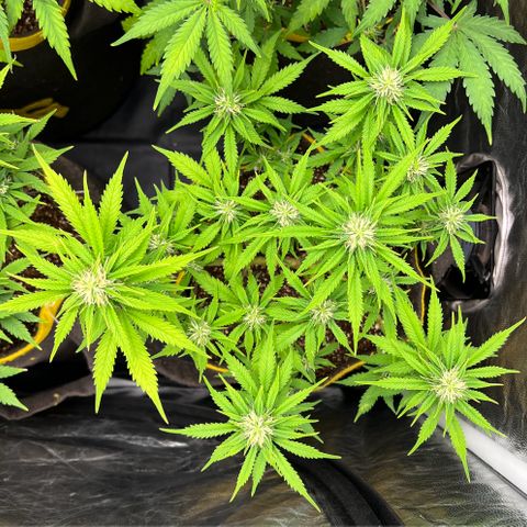 Gelato Auto #2 growlog timeline photo