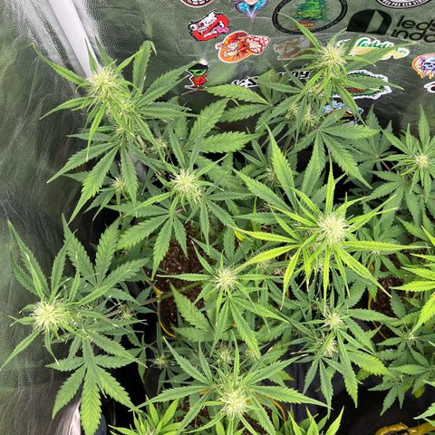 Gorilla Cookies Auto growlog timeline photo