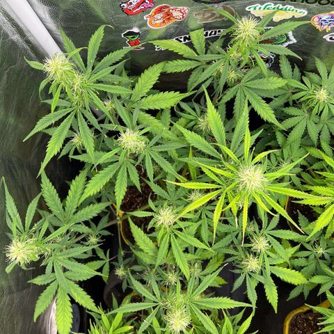 Gorilla Cookies Auto growlog timeline photo