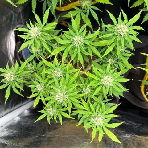 Gelato Auto growlog timeline photo