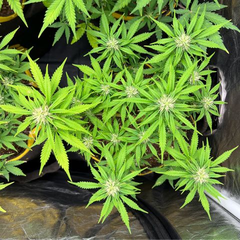Gelato Auto #2 growlog timeline photo